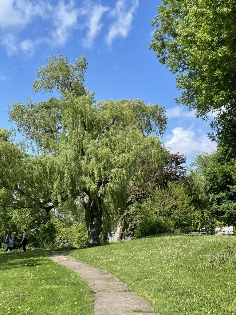 Willow tree with a pathway winding towrads it