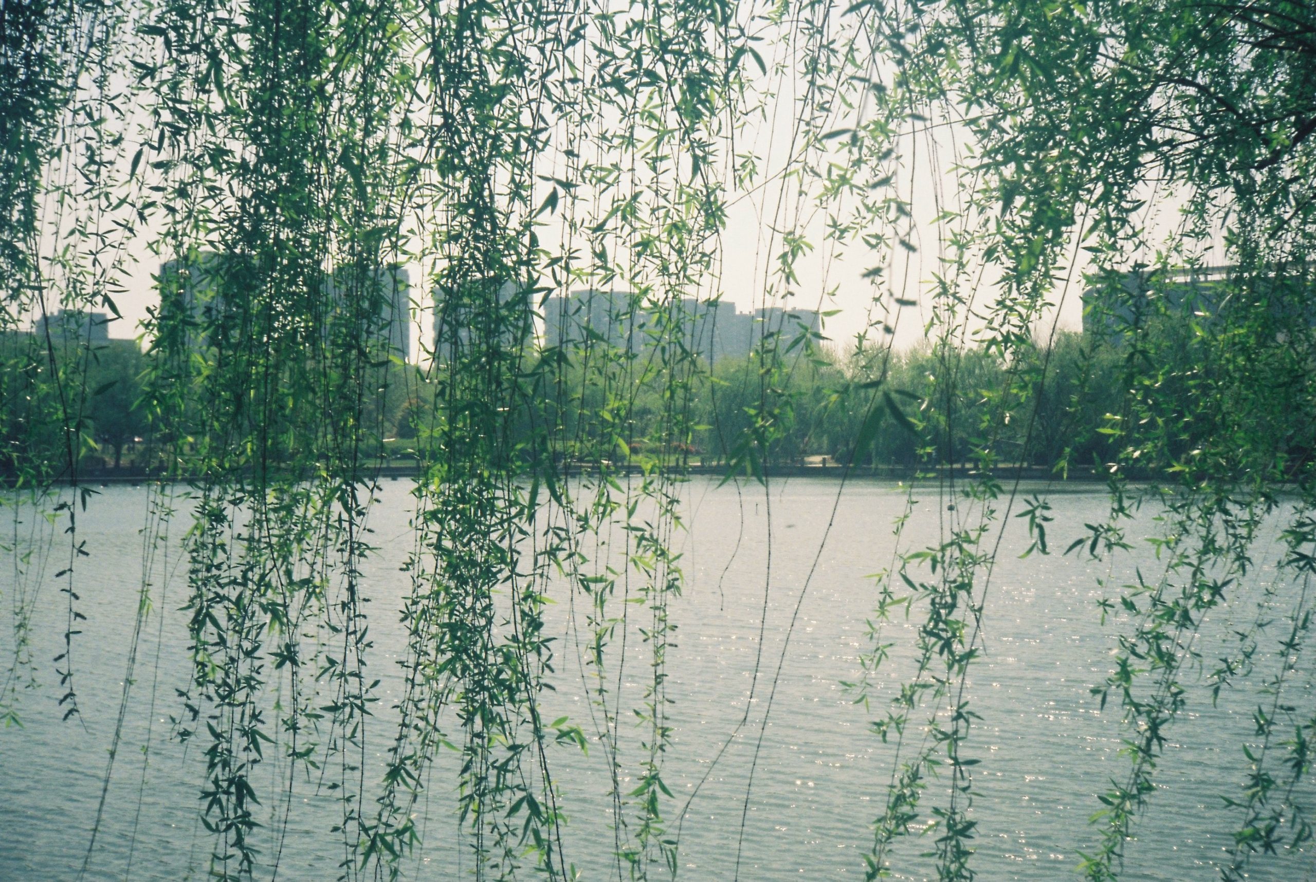 image of a city in the distance in between strings of willow leaves